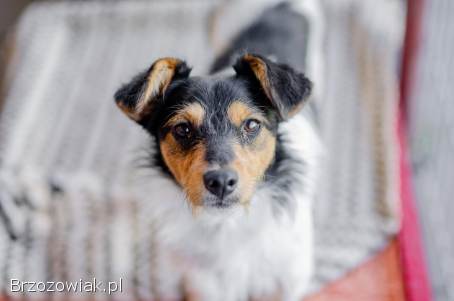 Żuczek -  niewielki mix terrierka szuka domu!