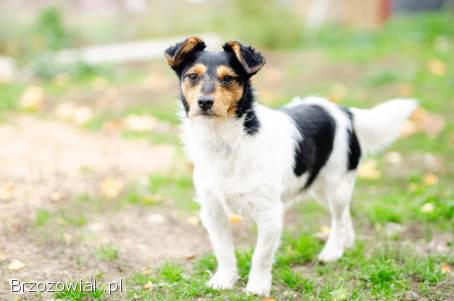 Żuczek -  niewielki mix terrierka szuka domu!
