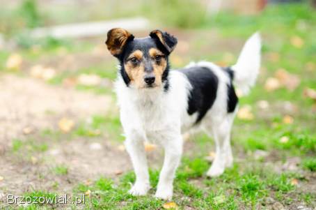 Żuczek -  niewielki mix terrierka szuka domu!