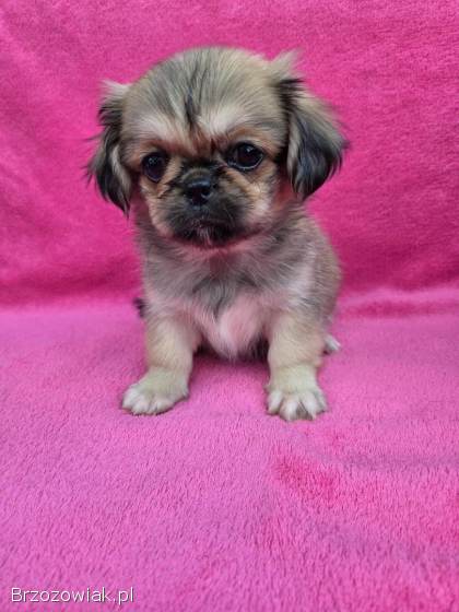 Pekinczyki