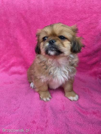Pekinczyki