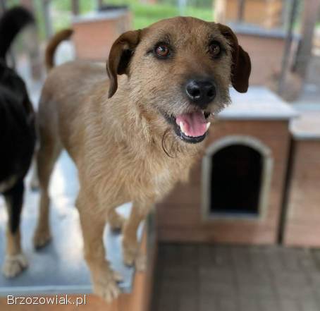 Fuks -  wesoły,  młody terrier mix szuka domu!