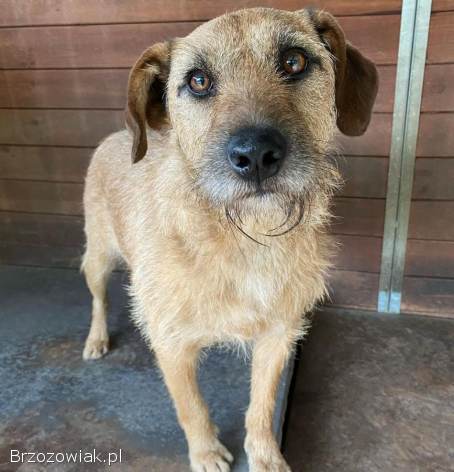 Fuks -  wesoły,  młody terrier mix szuka domu!