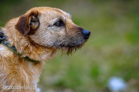 Fuks -  wesoły,  młody terrier mix szuka domu!