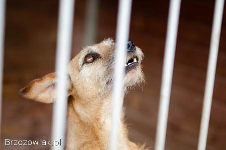 Fuks -  wesoły,  młody terrier mix szuka domu!