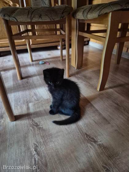 Oddam za darmo kotki w dobre ręce