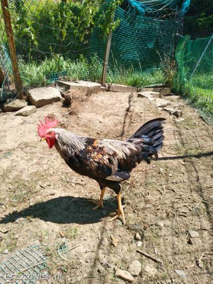 Sprzedam koguty Włoszka Porcelanowa oraz Australorp.