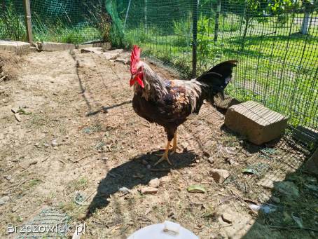 Sprzedam koguty Włoszka Porcelanowa oraz Australorp.