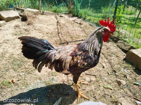 Sprzedam koguty Włoszka Porcelanowa oraz Australorp.