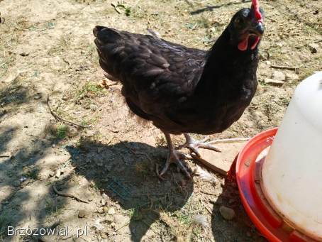 Sprzedam koguty Włoszka Porcelanowa oraz Australorp.