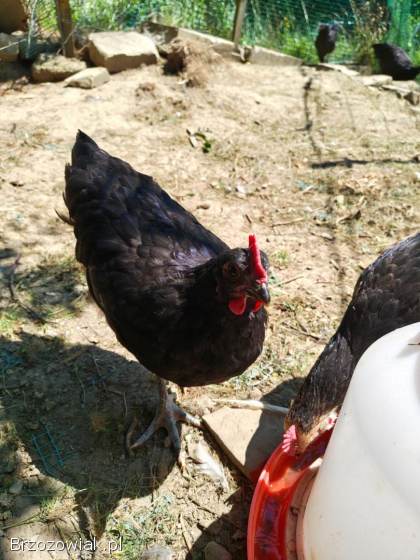 Sprzedam koguty Włoszka Porcelanowa oraz Australorp.