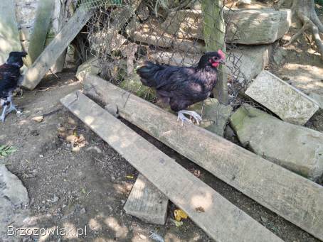 Sprzedam koguty Włoszka Porcelanowa oraz Australorp.
