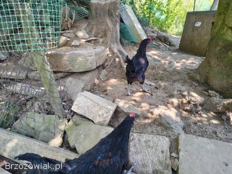 Sprzedam koguty Włoszka Porcelanowa oraz Australorp.