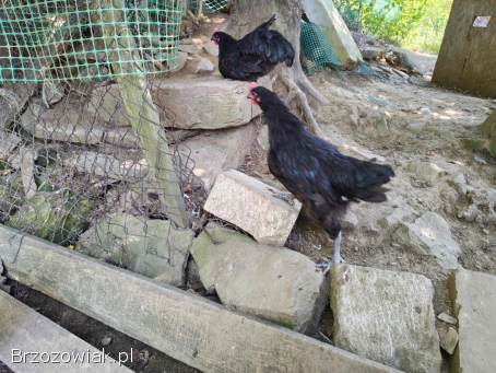 Sprzedam koguty Włoszka Porcelanowa oraz Australorp.