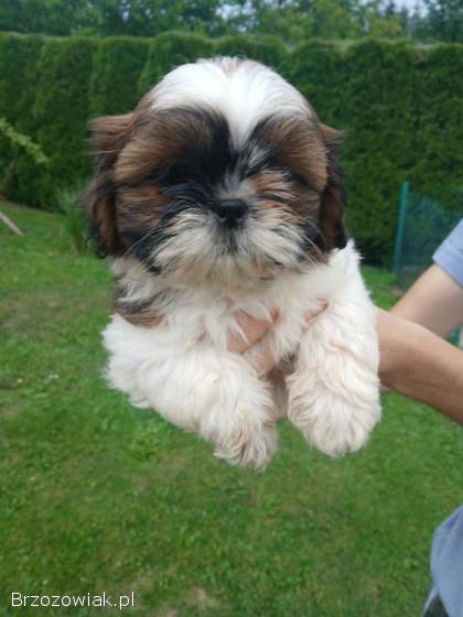 Shih tzu