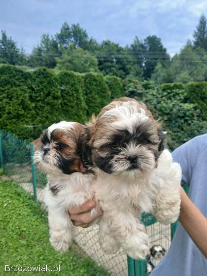 Shih tzu