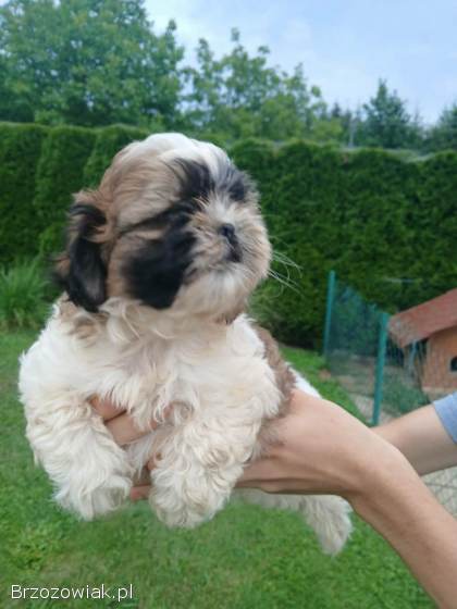 Shih tzu
