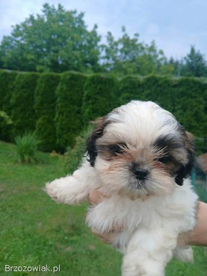 Shih tzu