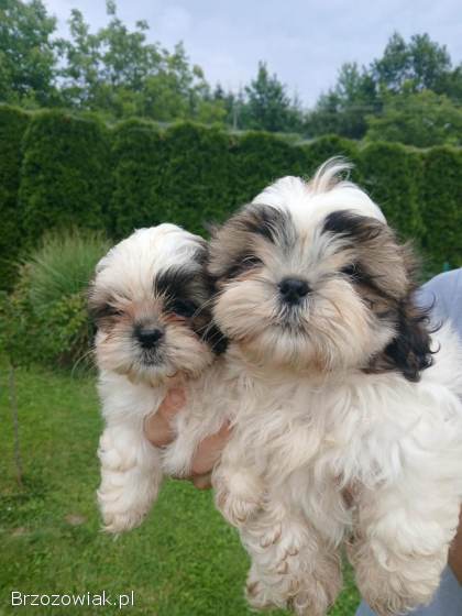 Shih tzu