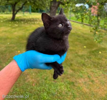 Cztery cudowne kociaki szukają domu