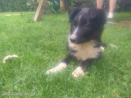 Szczeniak Border Collie