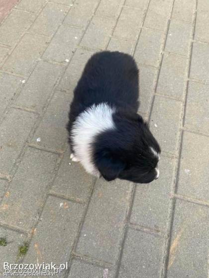 Szczeniak Border Collie
