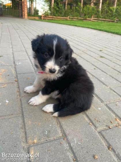Szczeniak Border Collie