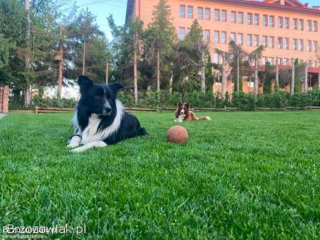 Szczeniak Border Collie