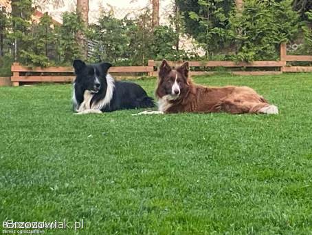 Szczeniak Border Collie